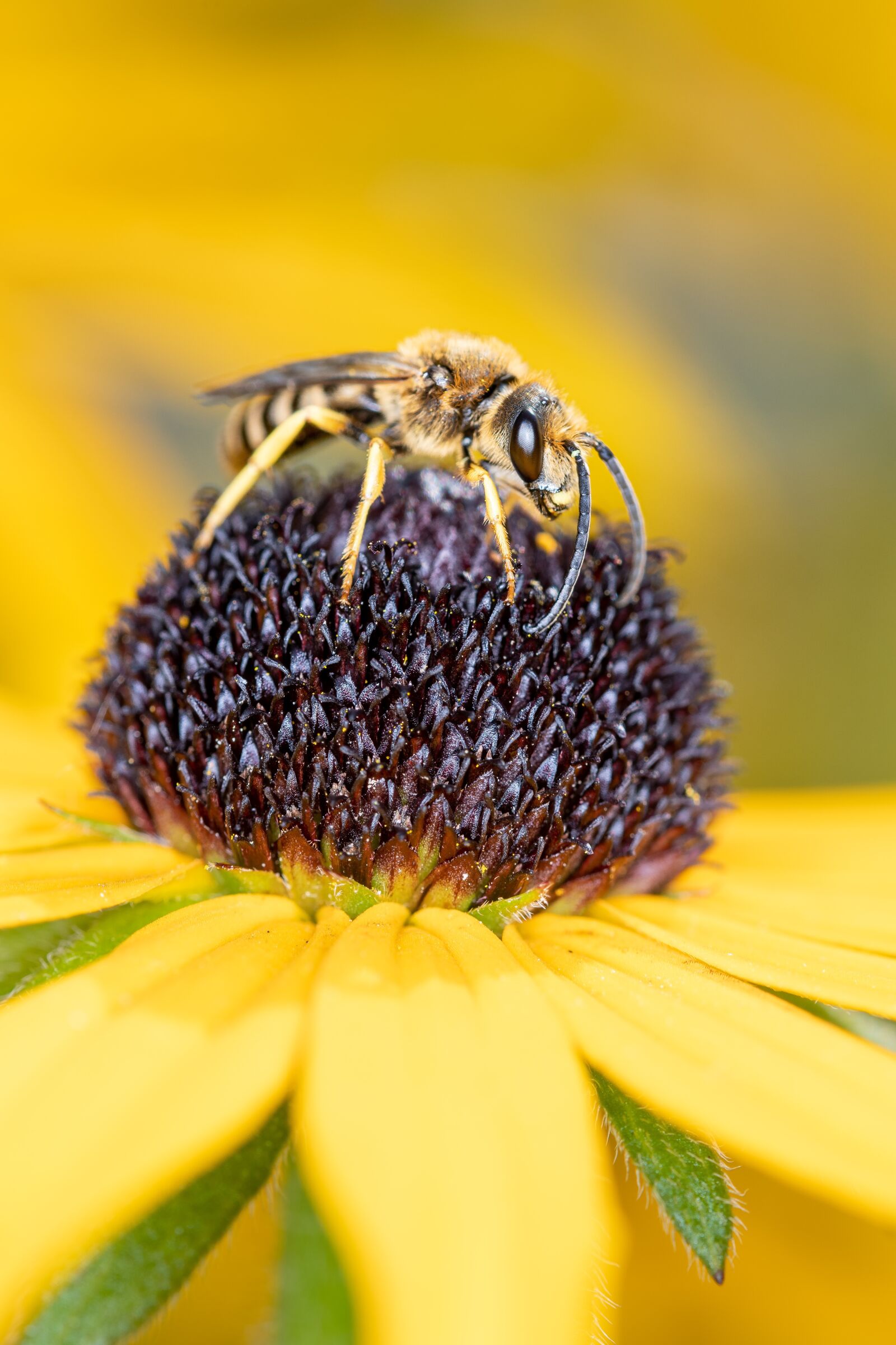Nikon D500 sample photo. Bee, wild bee, bee photography