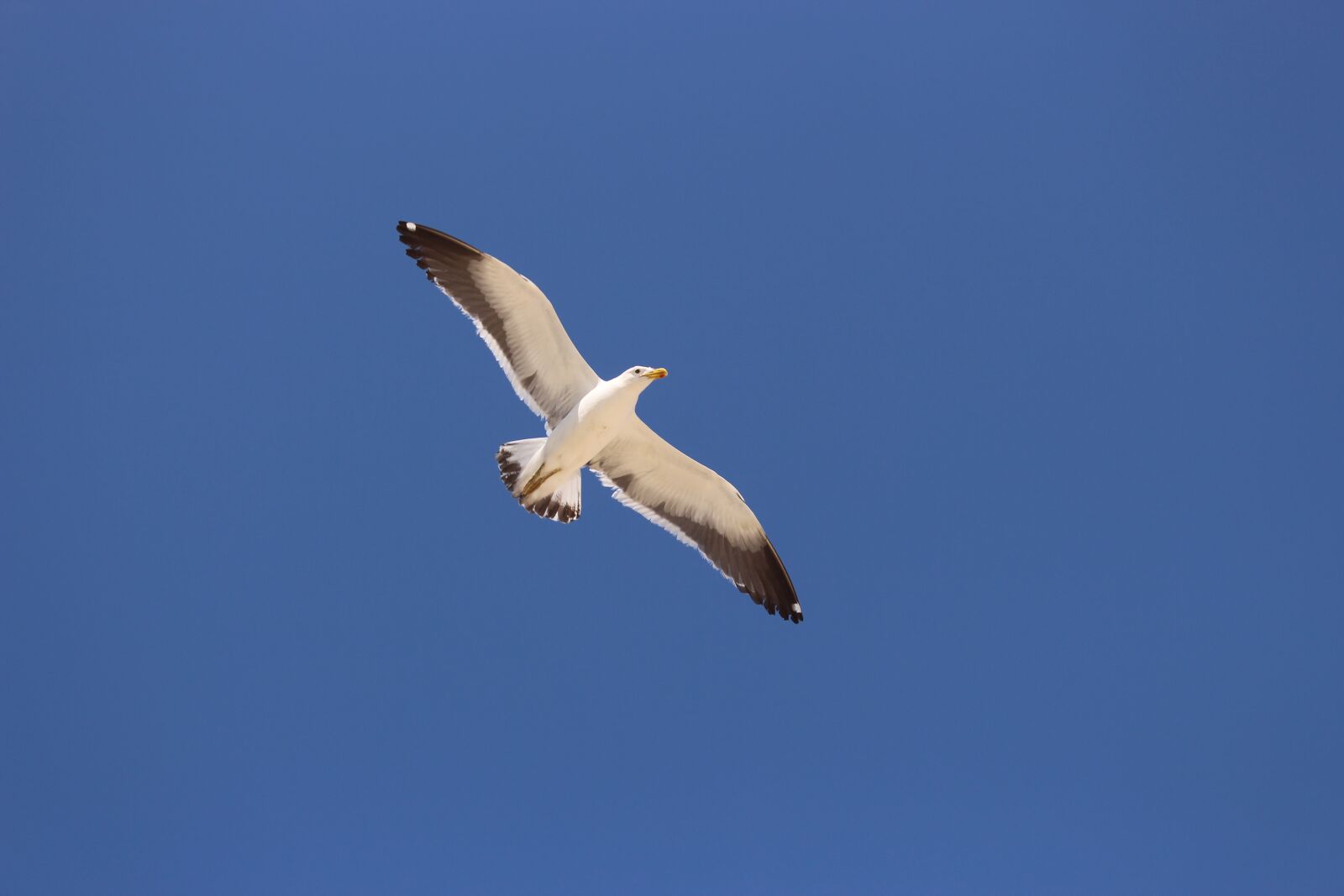 Canon EOS 700D (EOS Rebel T5i / EOS Kiss X7i) sample photo. Seagull, ceu, flight photography