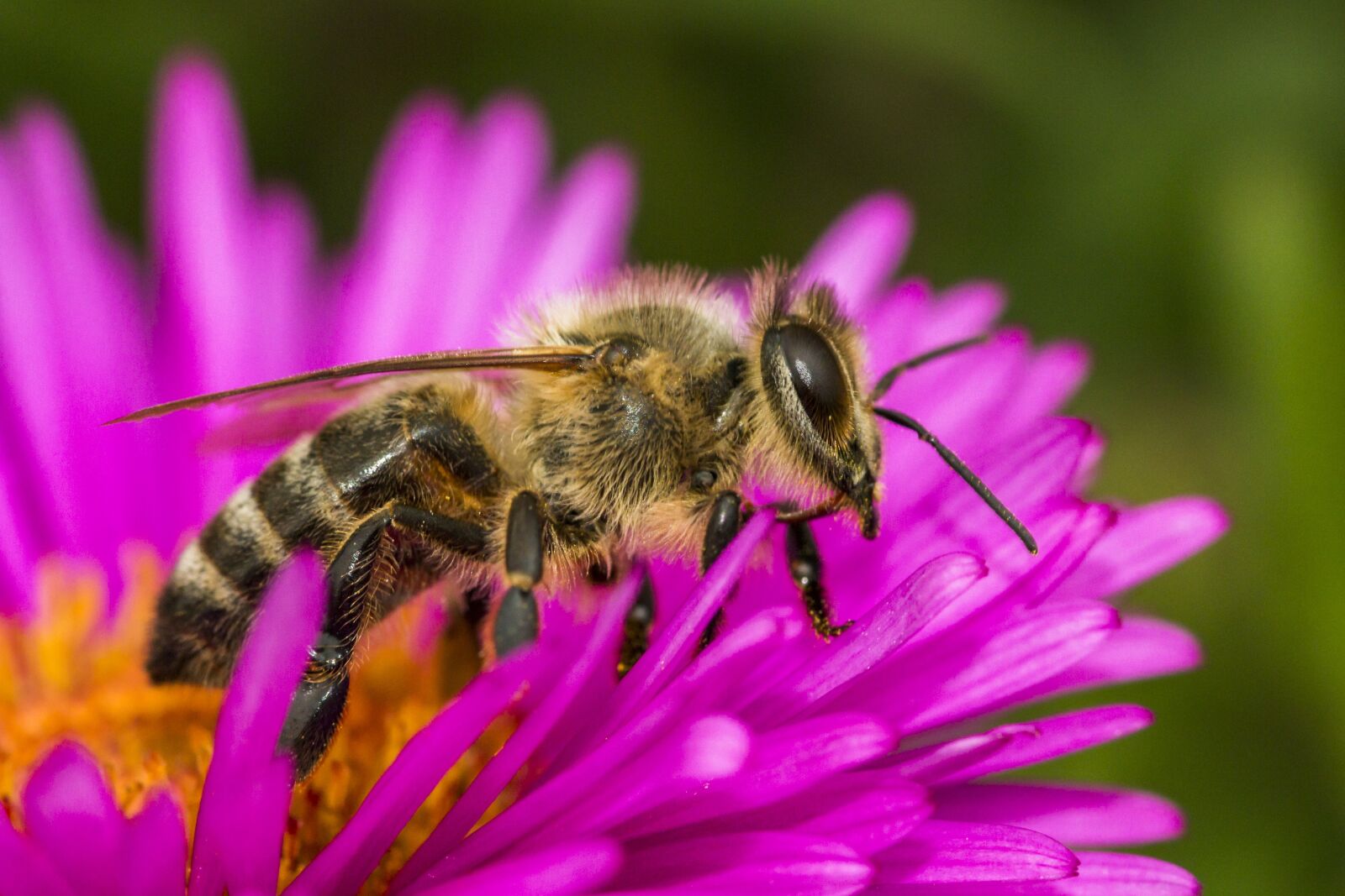 Canon EOS 70D sample photo. Bee, macro, insect photography