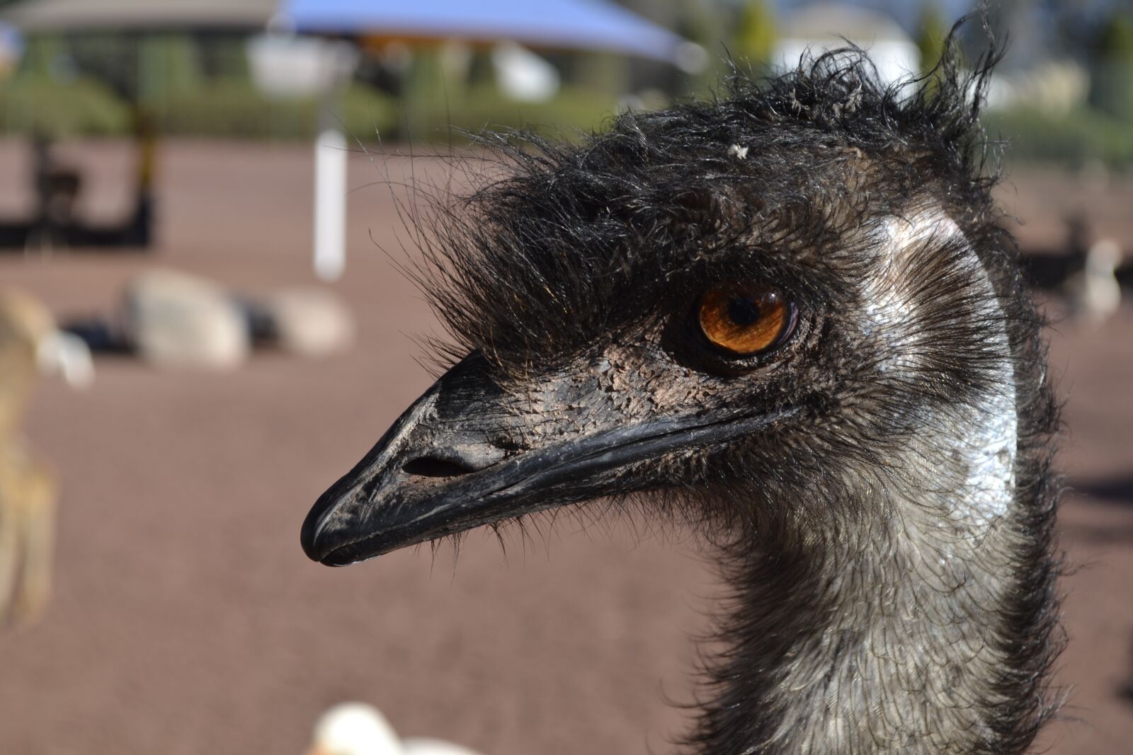 Nikon D3100 sample photo. Ostrich, head, bird photography