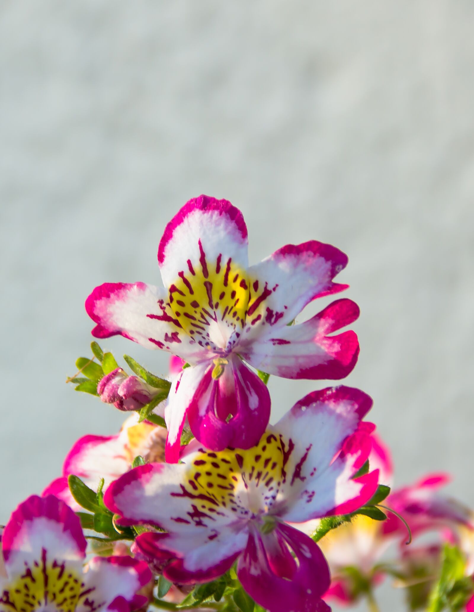 Sony DT 18-200mm F3.5-6.3 sample photo. Flowers, background image, floral photography