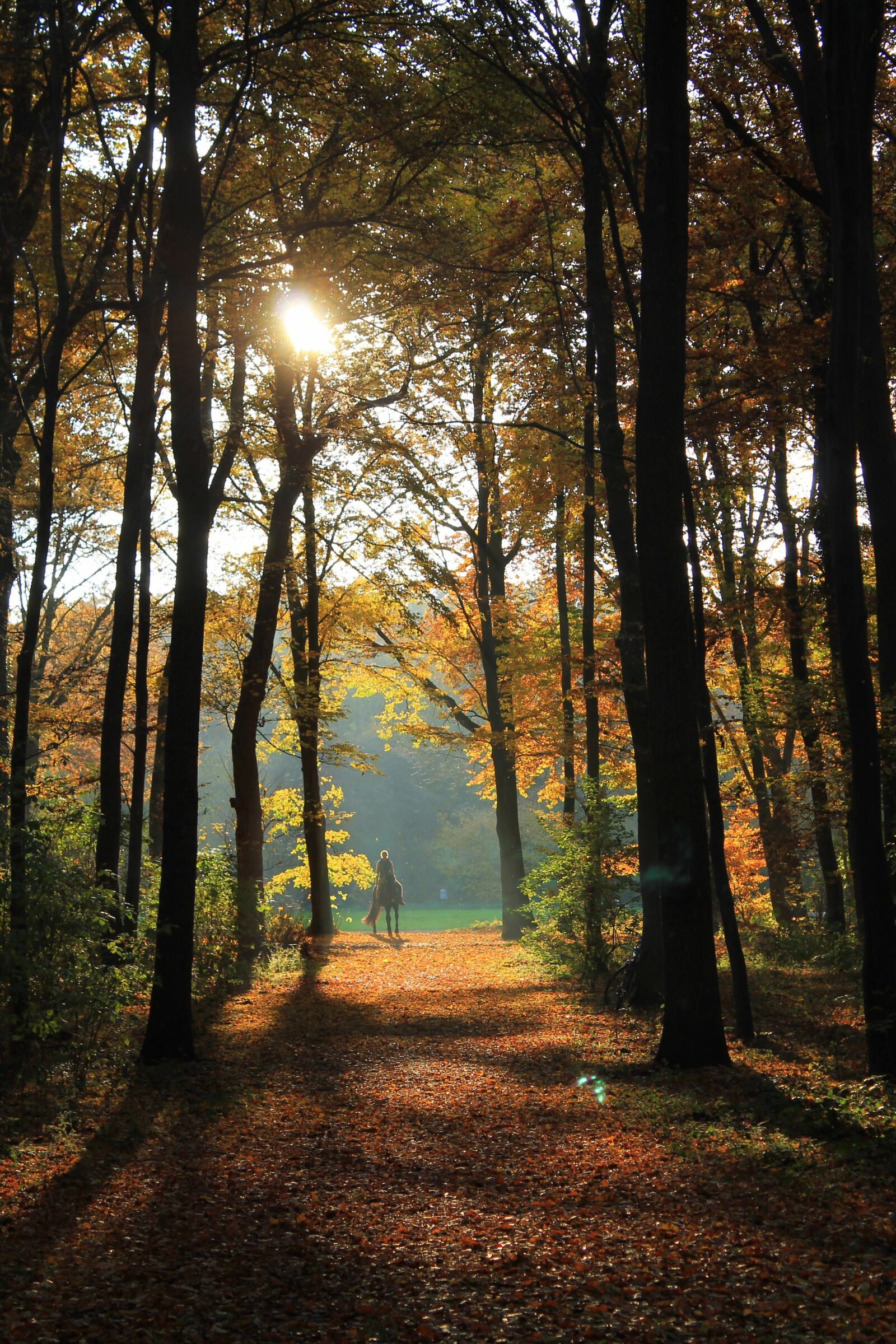 Canon EOS 1100D (EOS Rebel T3 / EOS Kiss X50) sample photo. Autumn, forest, autumn forest photography