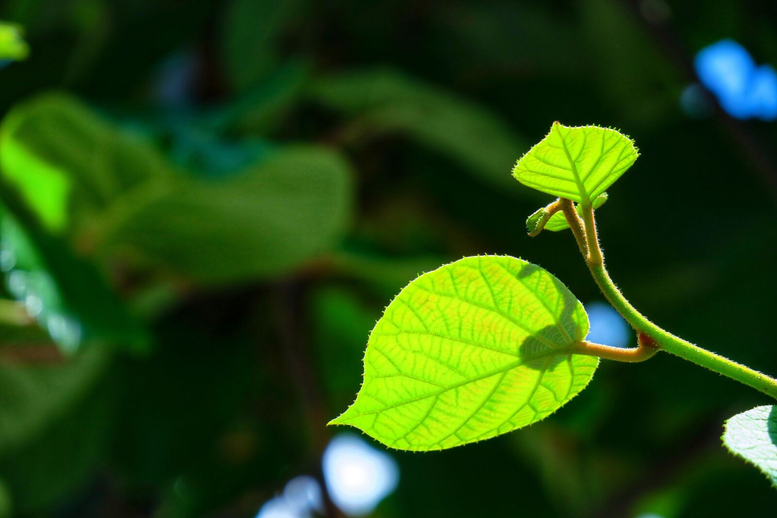 Canon PowerShot G3 X sample photo. Leaf, natural, nature photography