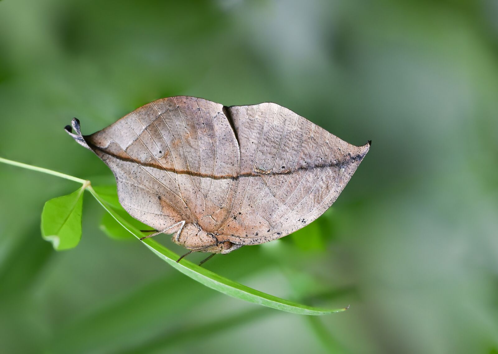 Nikon D810 sample photo. Butterfly, kelebek, macro photography