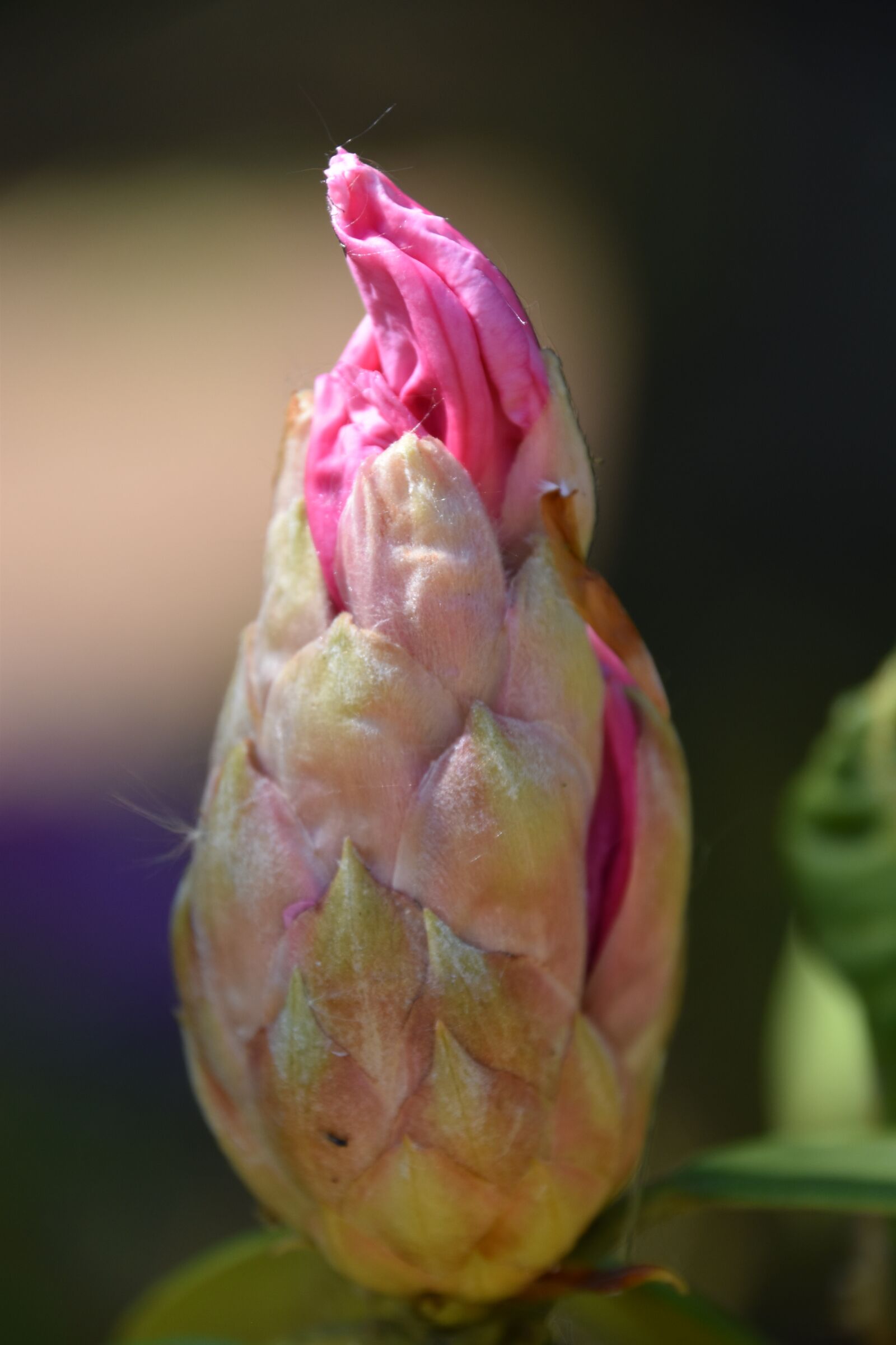 Nikon D5600 sample photo. Flower, nature, plant photography
