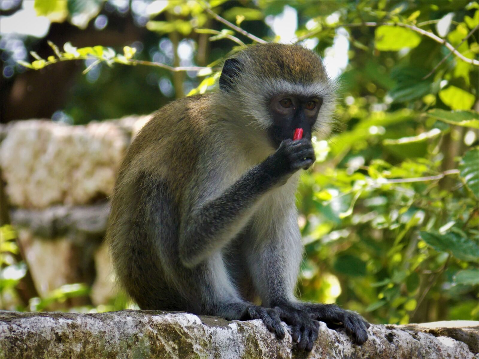 Nikon COOLPIX L320 sample photo. Monkey, african monkey, animal photography