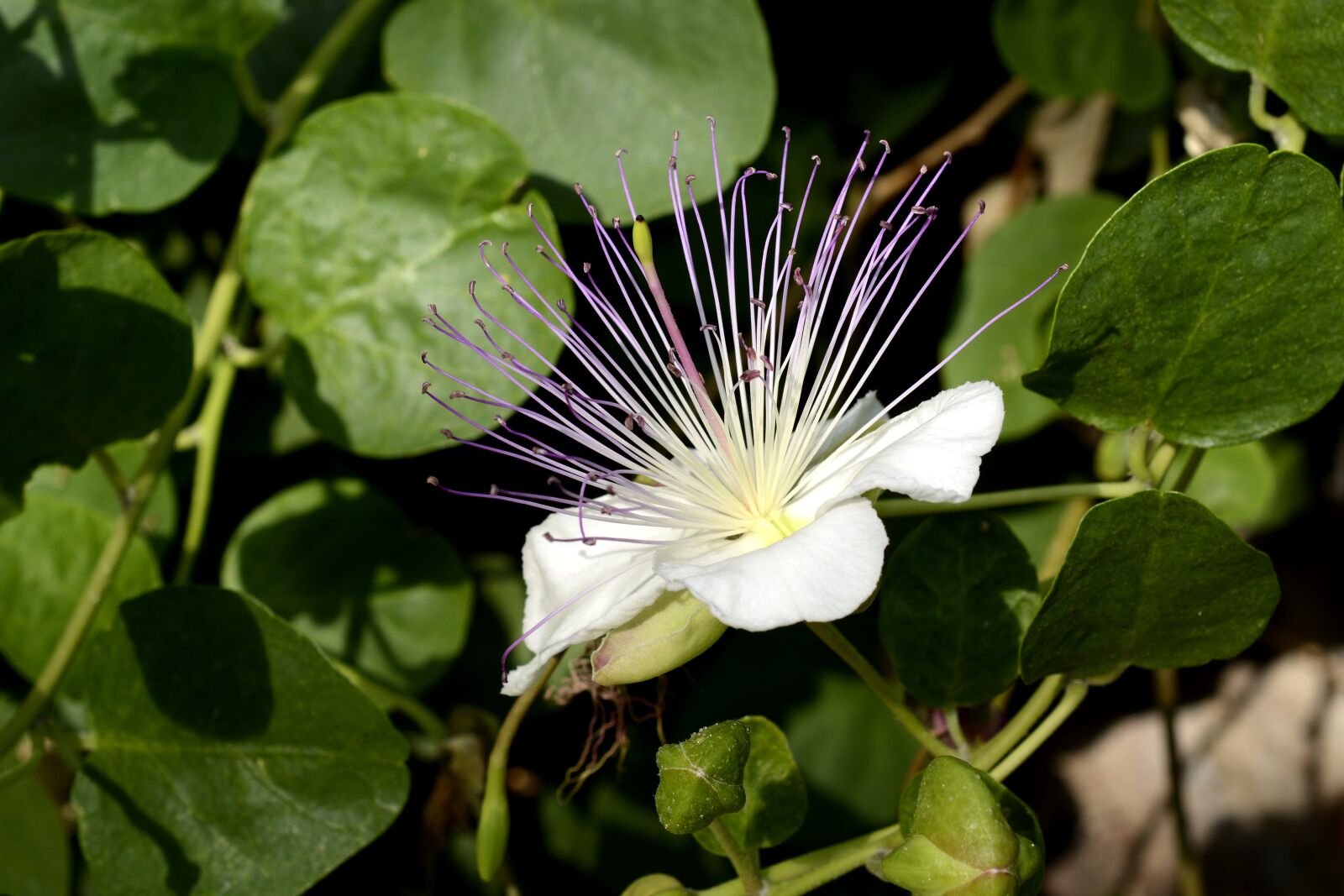 Nikon D7100 sample photo. Hijack shrub, hijack bush photography