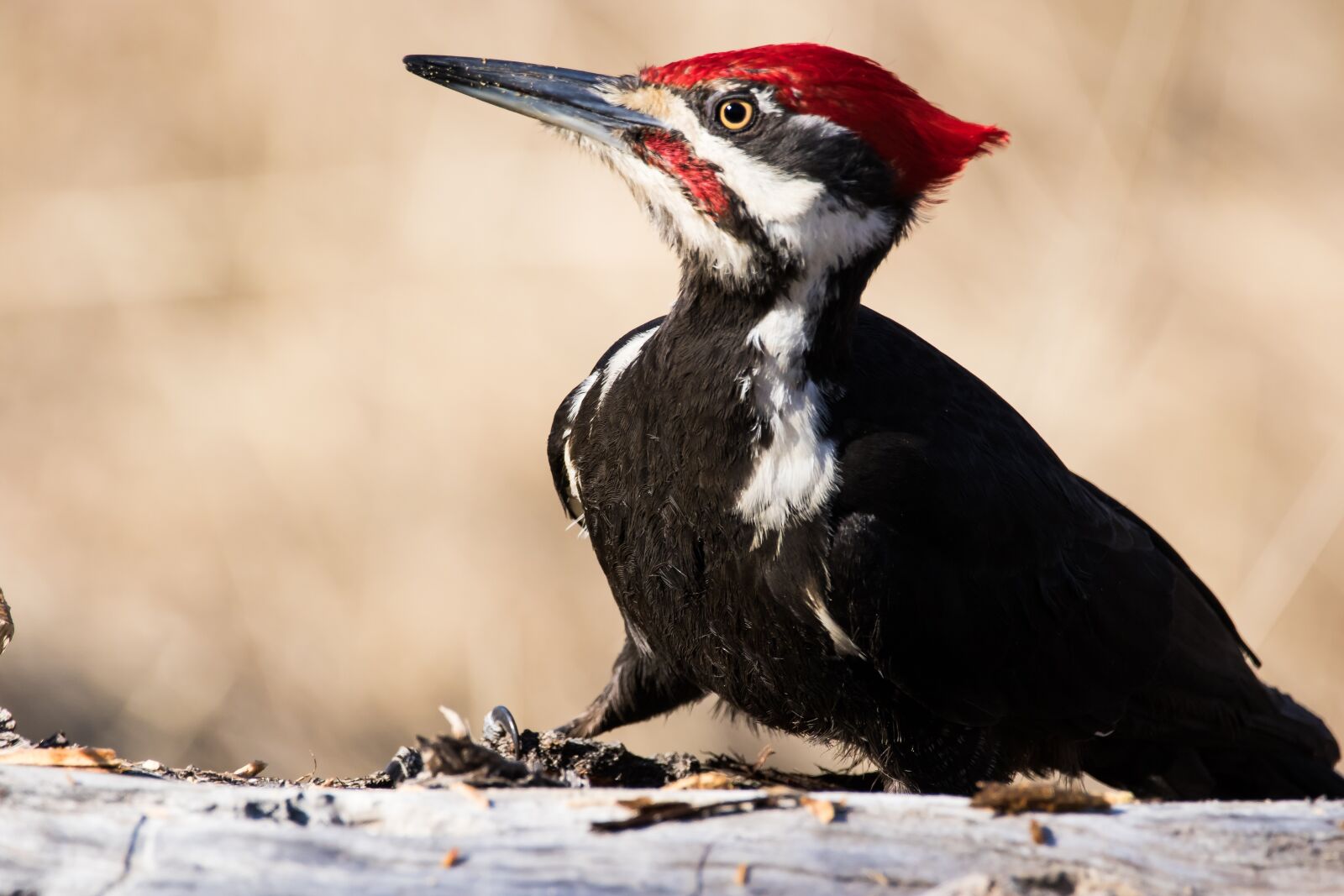 Canon EOS 7D Mark II sample photo. Woodpecker, bird, wildlife photography