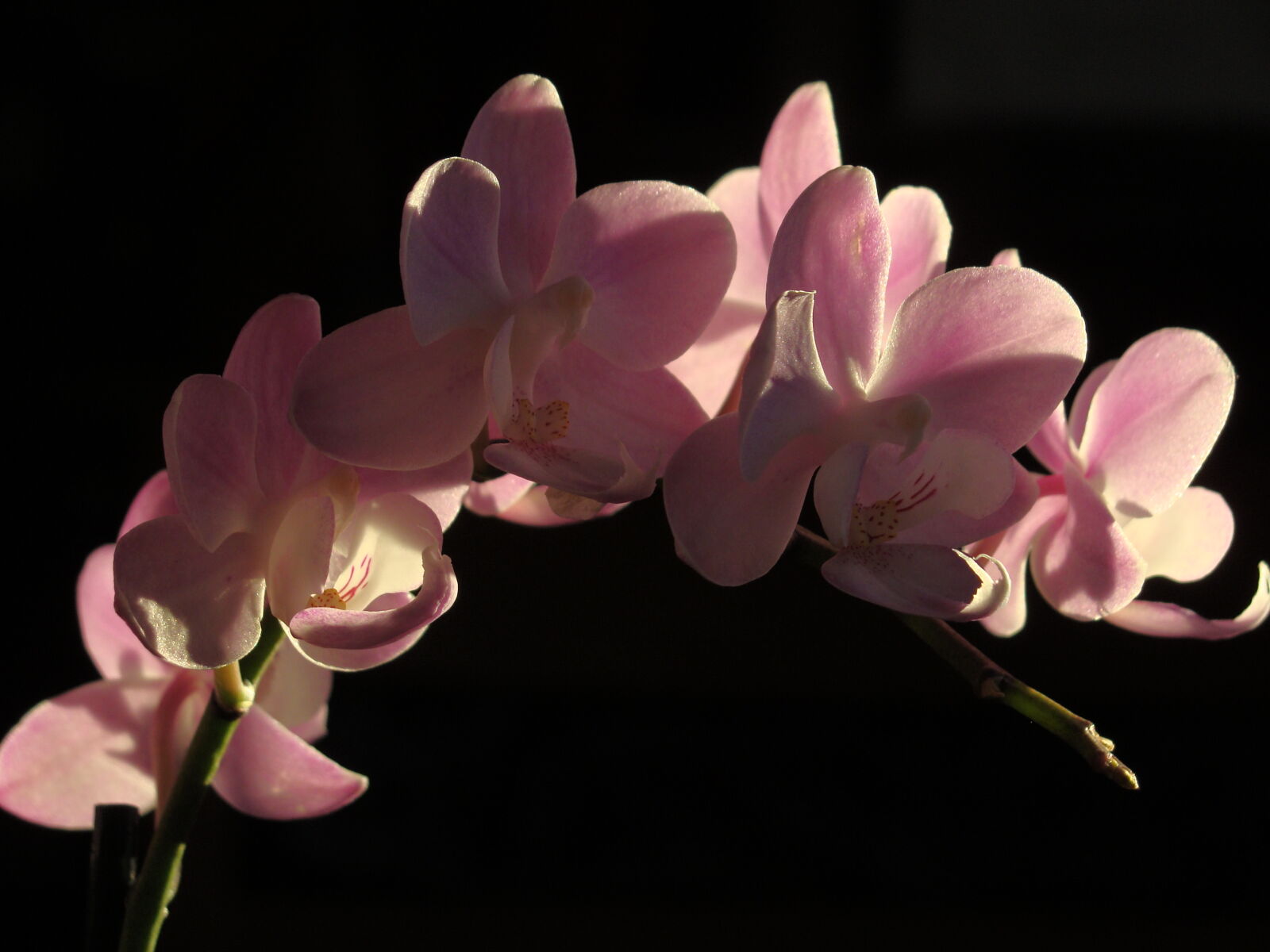 Sony Cyber-shot DSC-H10 sample photo