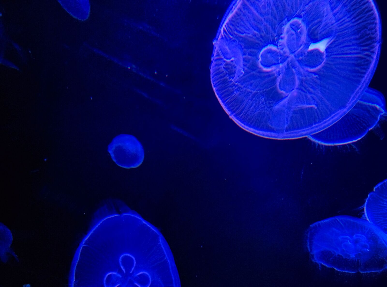 LG Nexus 5 sample photo. Jellyfish, aquarium, fantastic photography