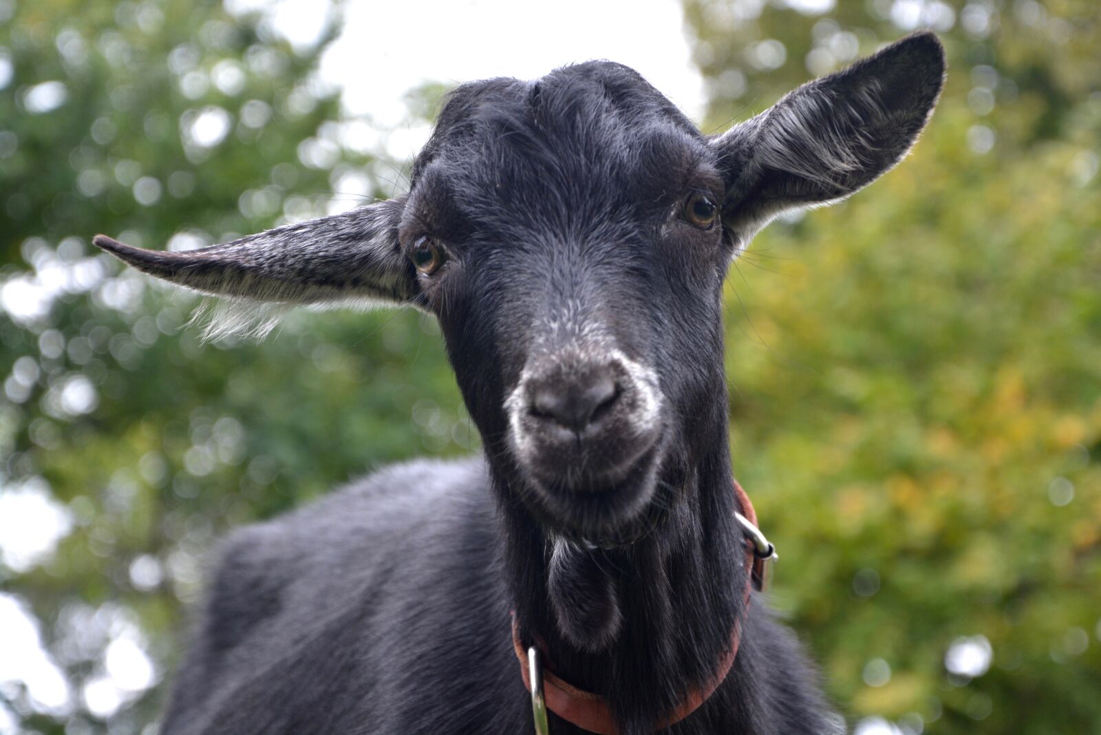Nikon D5200 sample photo. Goat, black goat, white photography