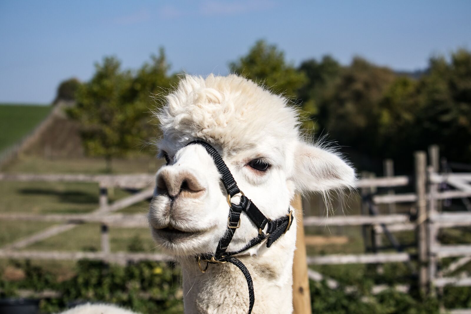 Canon EF-S 55-250mm F4-5.6 IS STM sample photo. Alpaca, animal, mammal photography