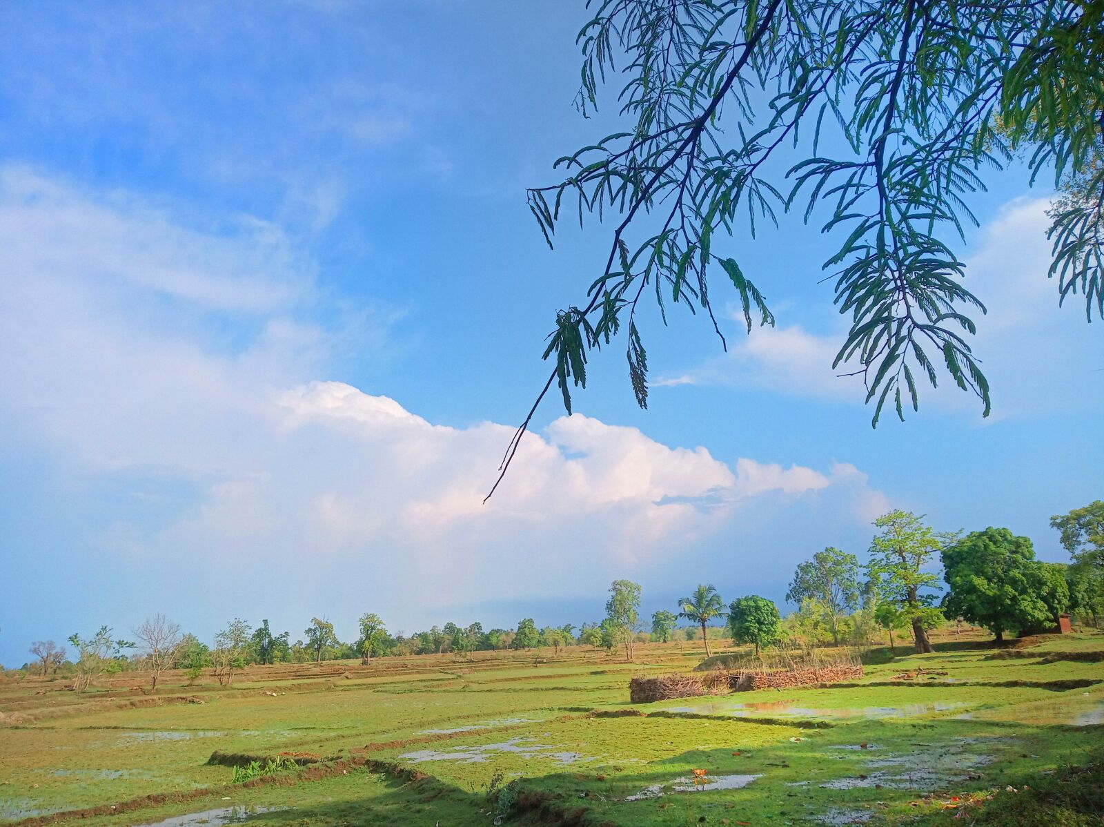 Xiaomi Redmi 6 sample photo. Blue sky, green trees photography