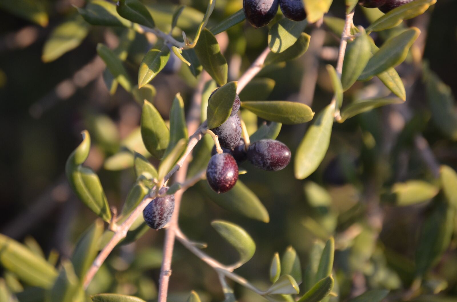 Nikon D7000 sample photo. Wild olive, olives, crazy photography