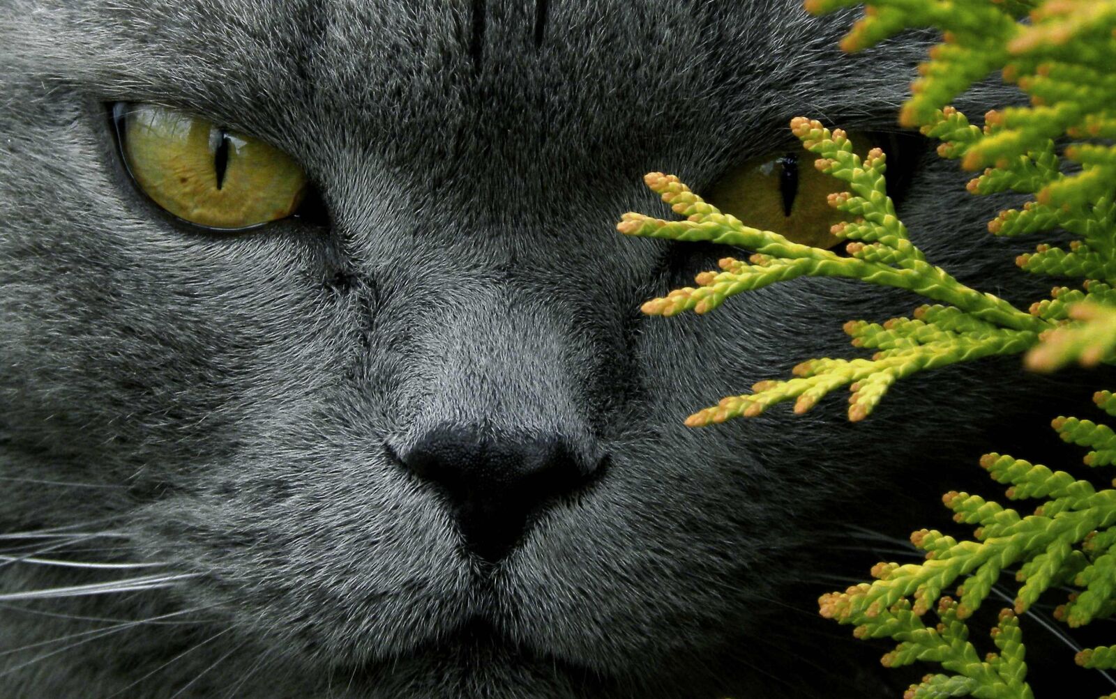 Nikon Coolpix P90 sample photo. Cat, tomcat, animals photography