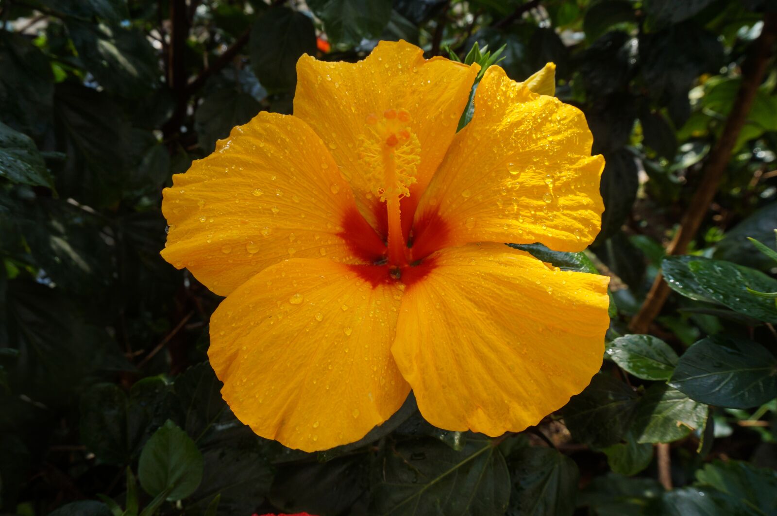 Sony Alpha NEX-3N sample photo. Flower, yellow, nature photography