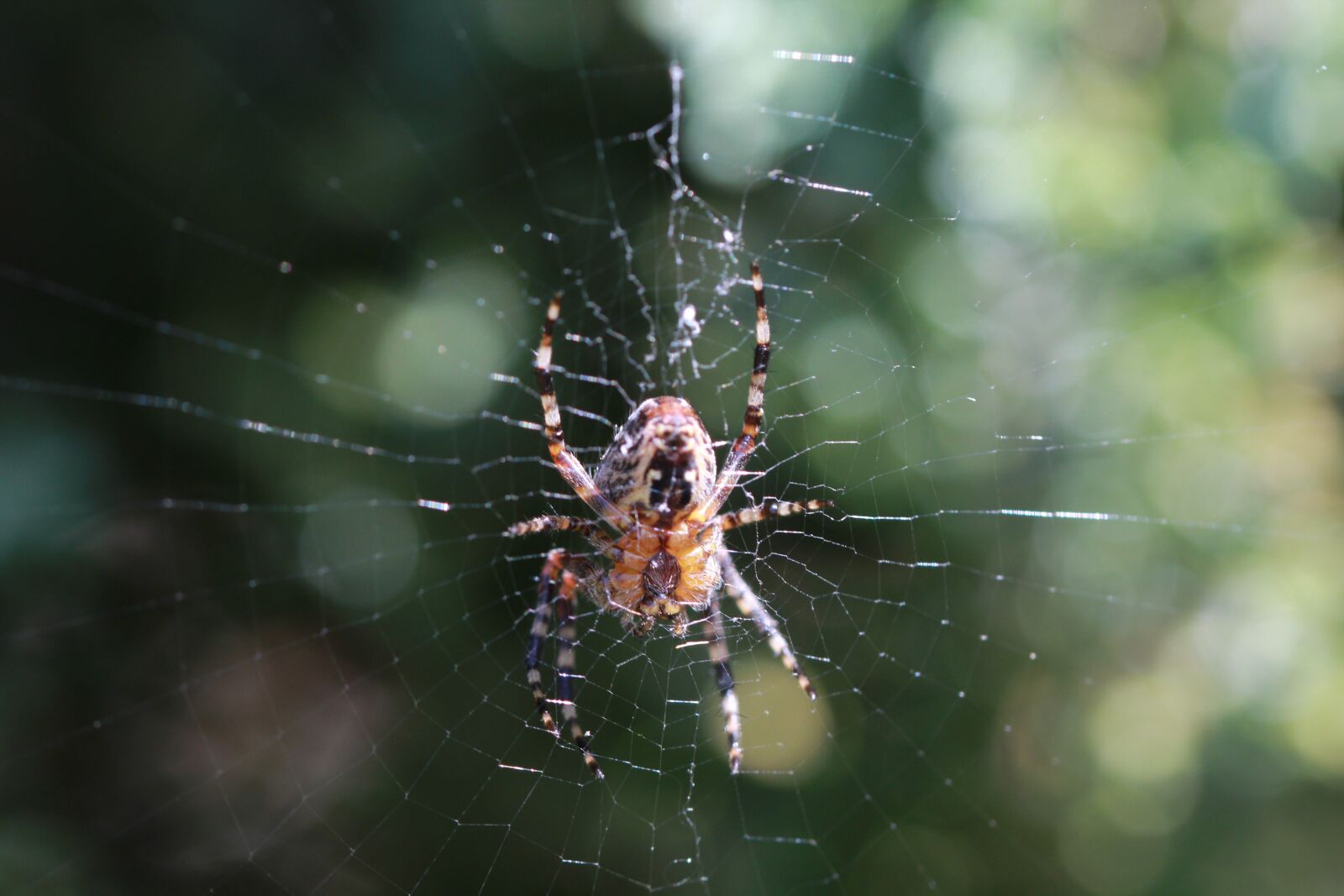 Canon EOS 1200D (EOS Rebel T5 / EOS Kiss X70 / EOS Hi) sample photo. Araneus, web, garden photography