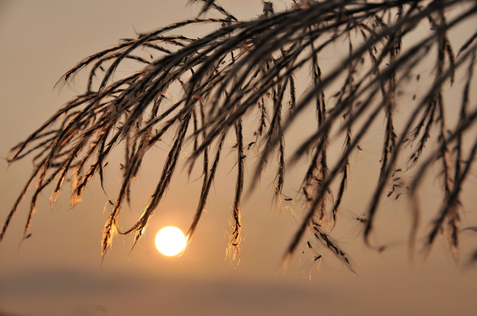 Nikon D300 sample photo. The evening sun, circular photography