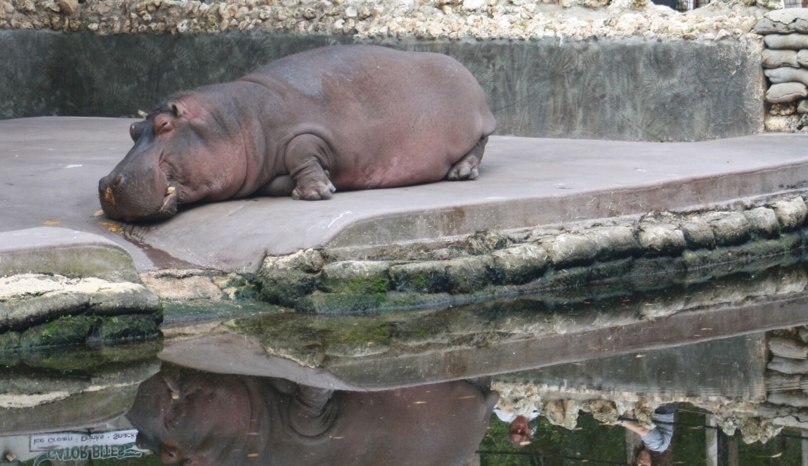 Canon EOS 1000D (EOS Digital Rebel XS / EOS Kiss F) sample photo. Hippo, animal, zoo photography
