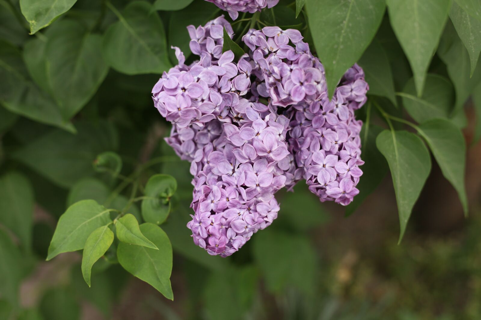 Canon EOS 5D Mark II sample photo. Flowers, lilac, spring photography