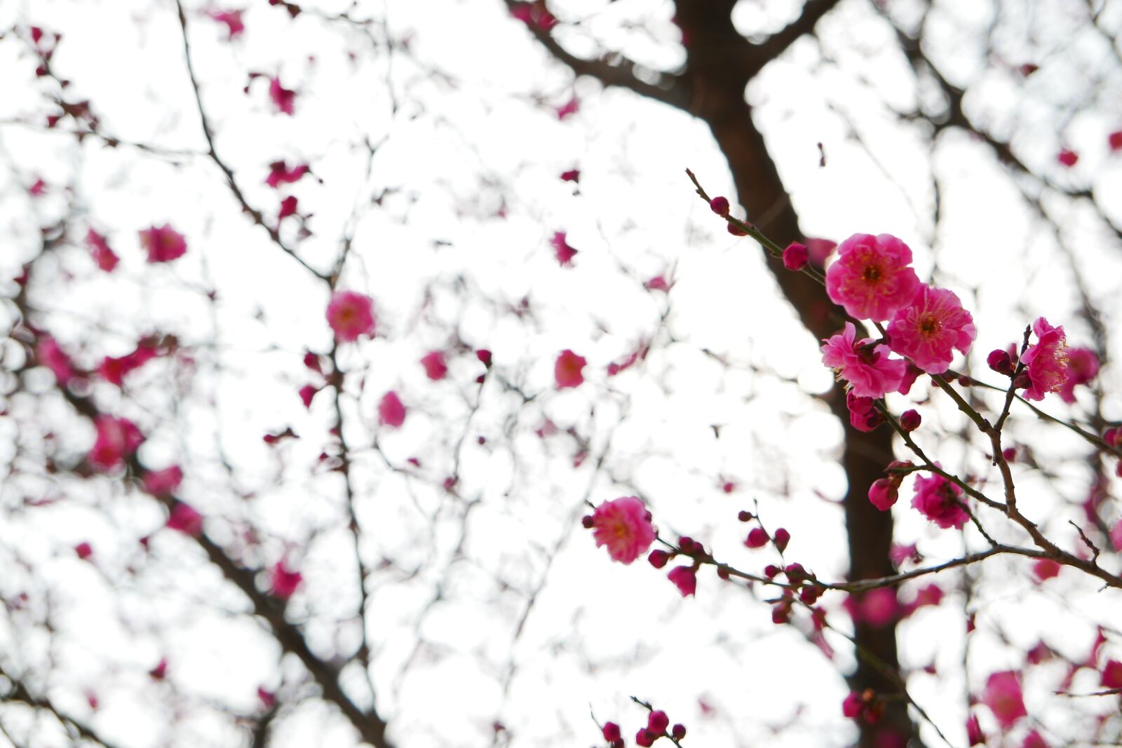 Leica D-Lux (Typ 109) sample photo. Plum blossoms, quarter, wood photography