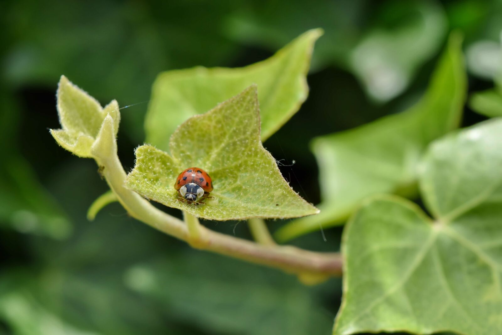 Nikon D5500 sample photo. Insect, bug, leaf, nature photography