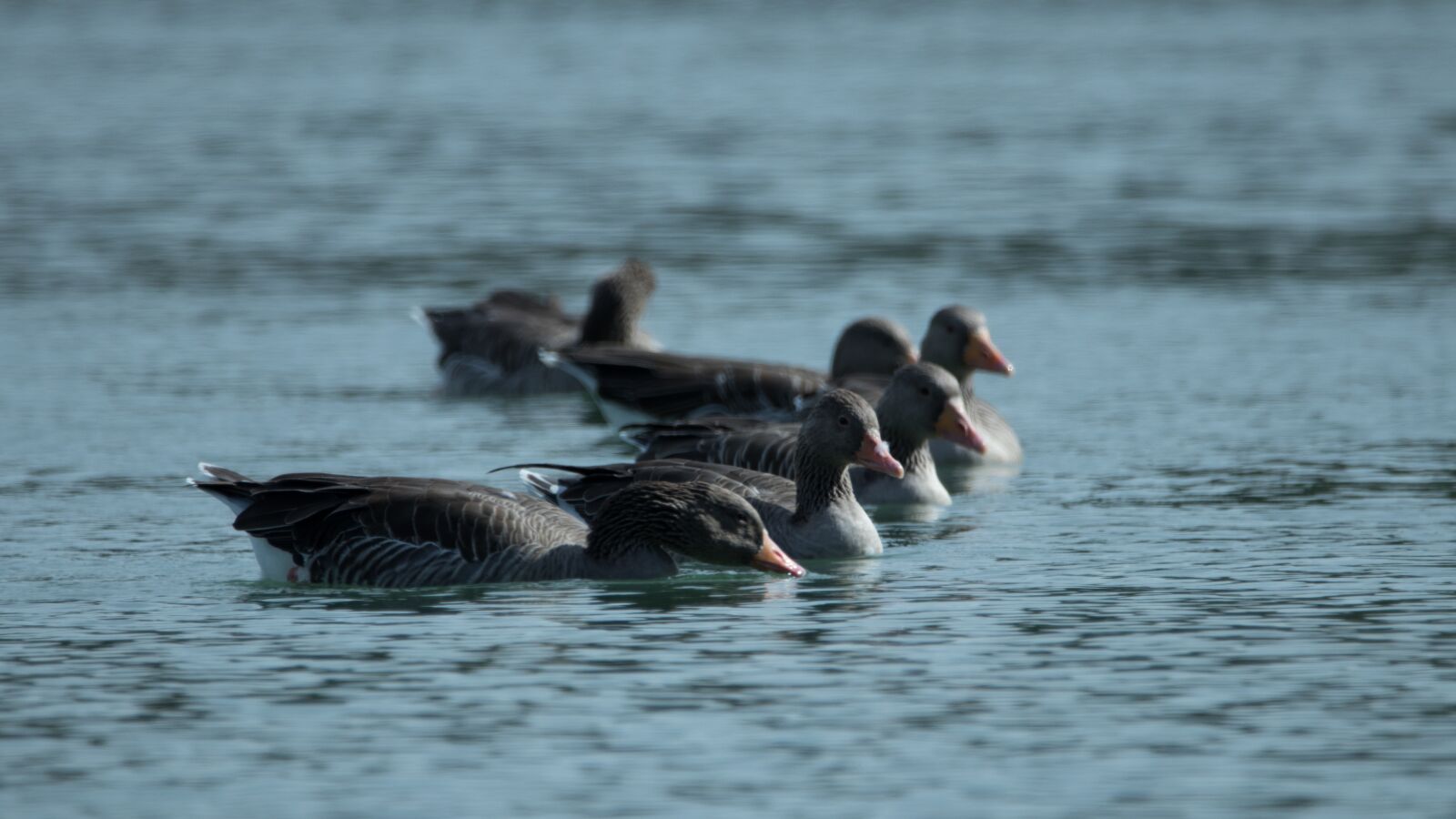 150-600mm F5-6.3 DG OS HSM | Contemporary 015 sample photo. Lake, geese, nature photography