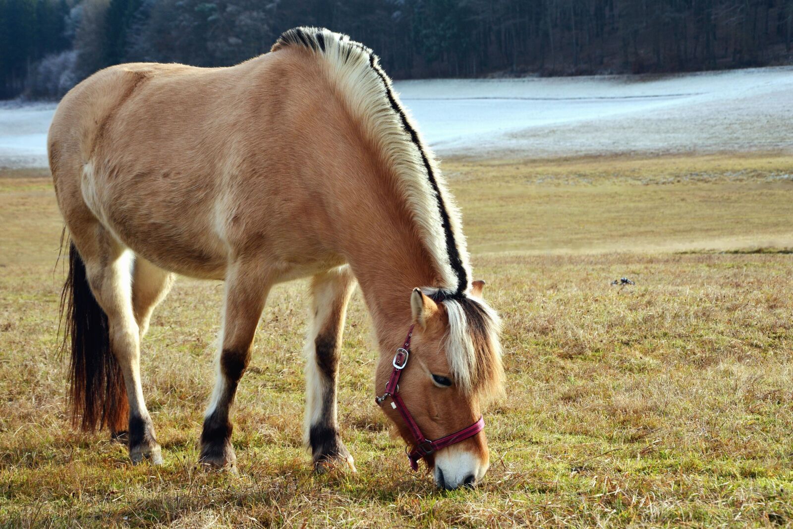 Nikon D5200 sample photo. Horse, grass, snow, winter photography