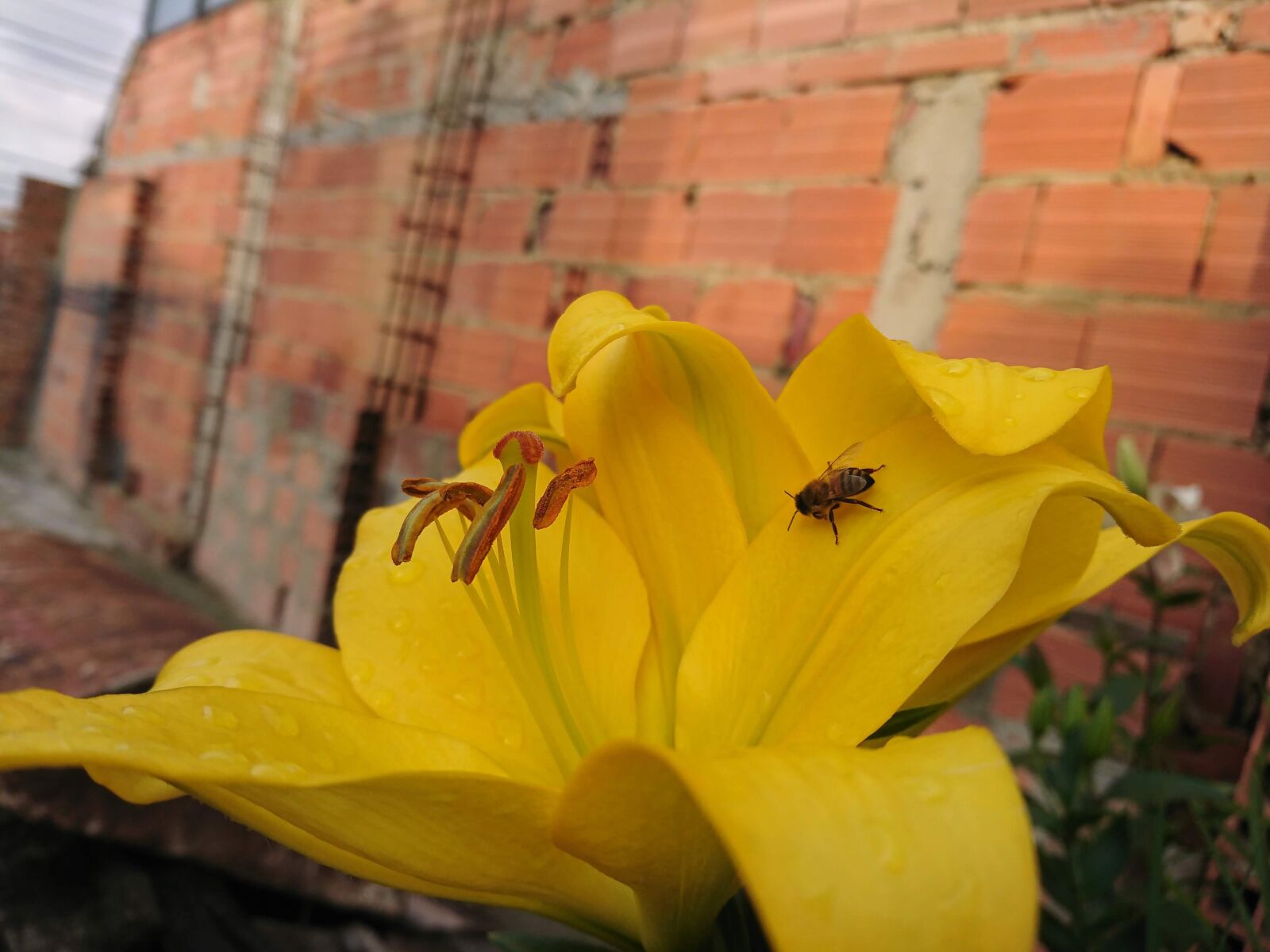 Sony Xperia XZ sample photo. Abeja, flor, insecto photography