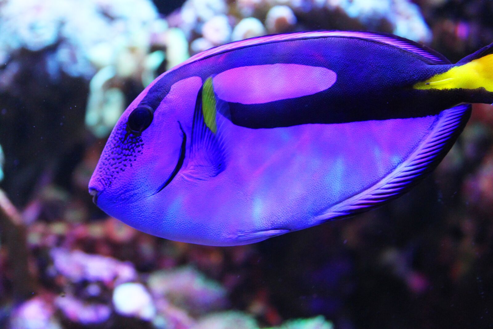 Canon EOS 500D (EOS Rebel T1i / EOS Kiss X3) sample photo. Fish, dori, aquarium photography