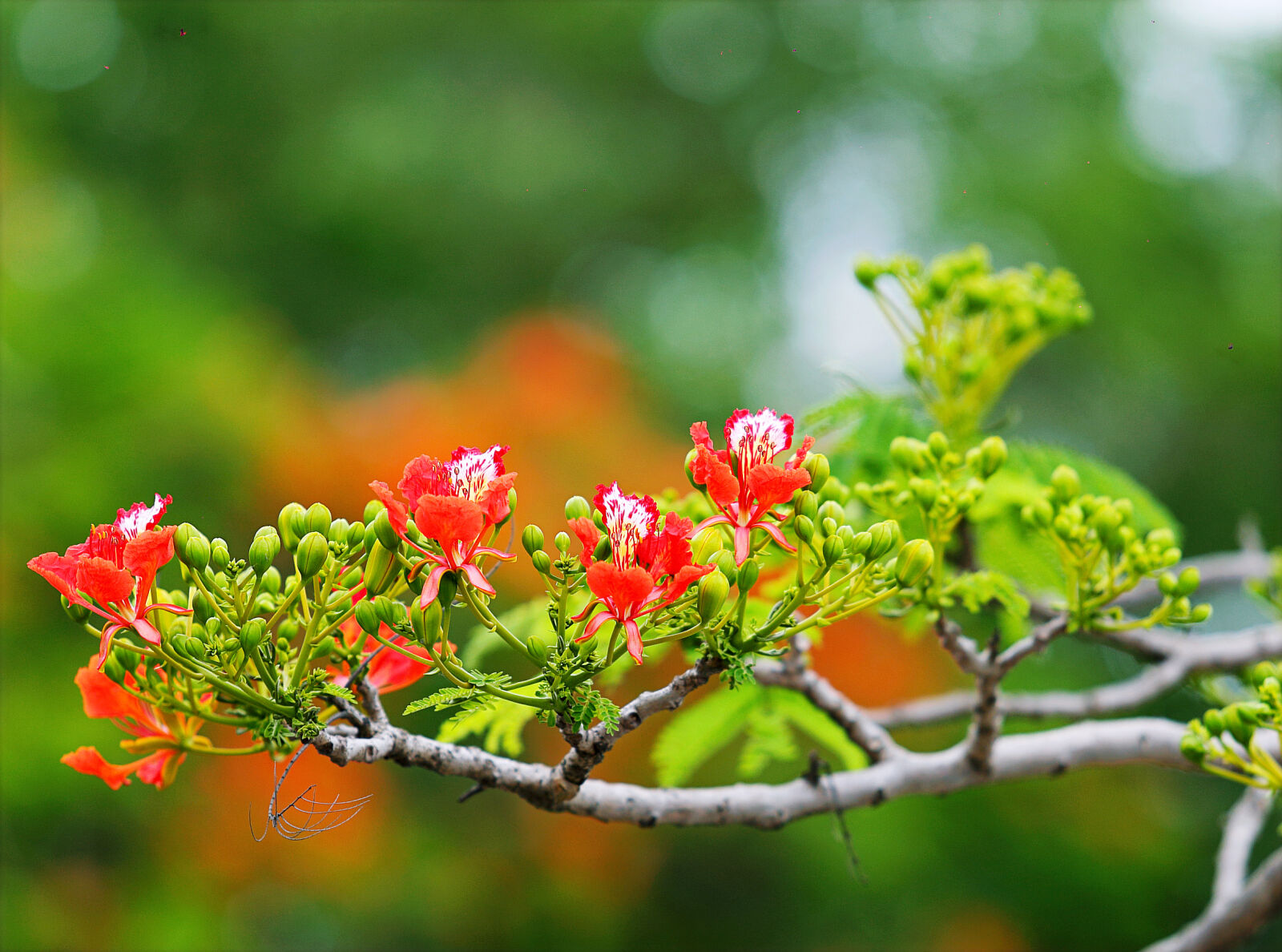 Canon EOS 6D sample photo. Red, flowers, in, tree photography