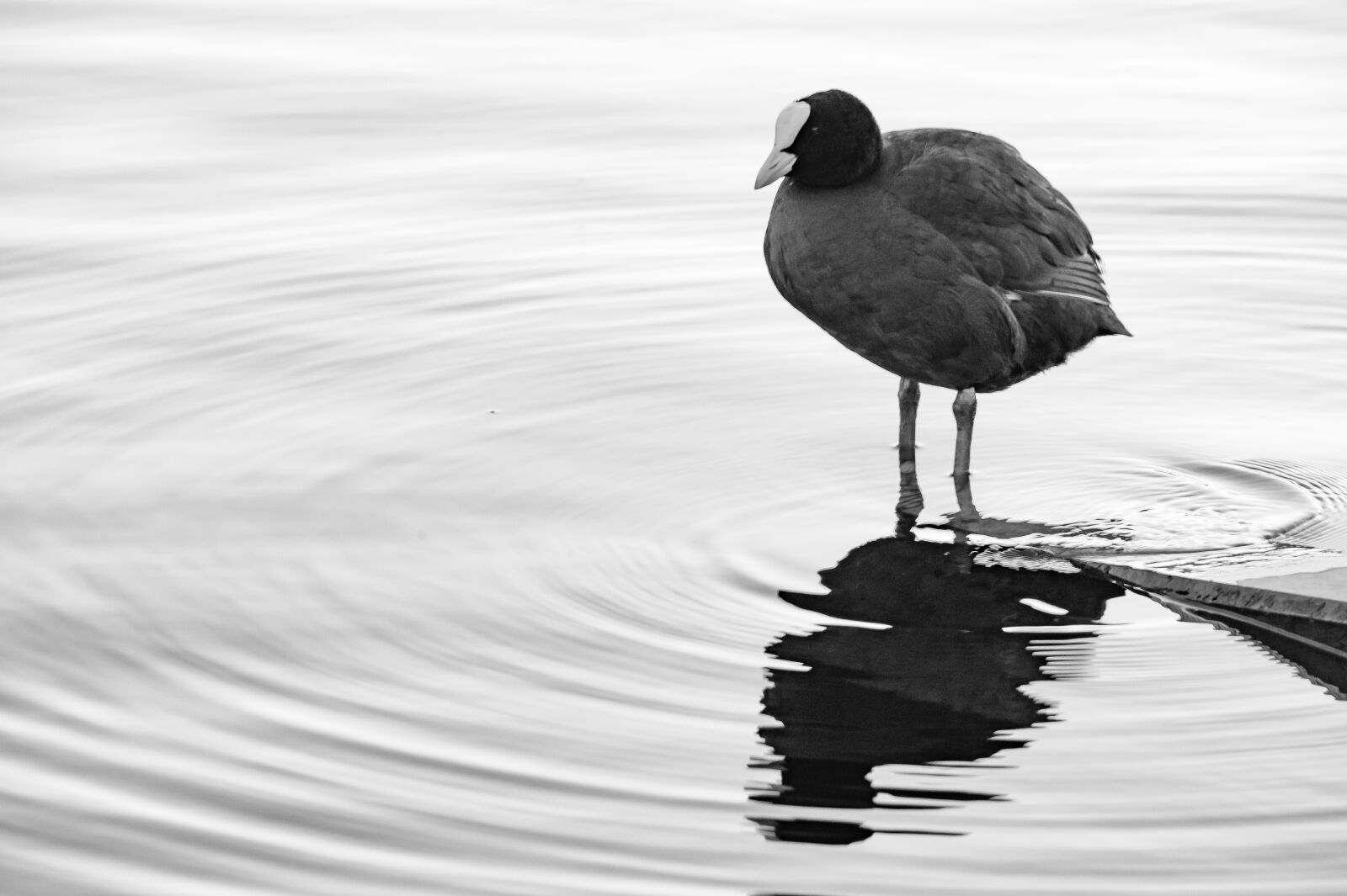 Nikon Z6 sample photo. Bird, water, duck photography