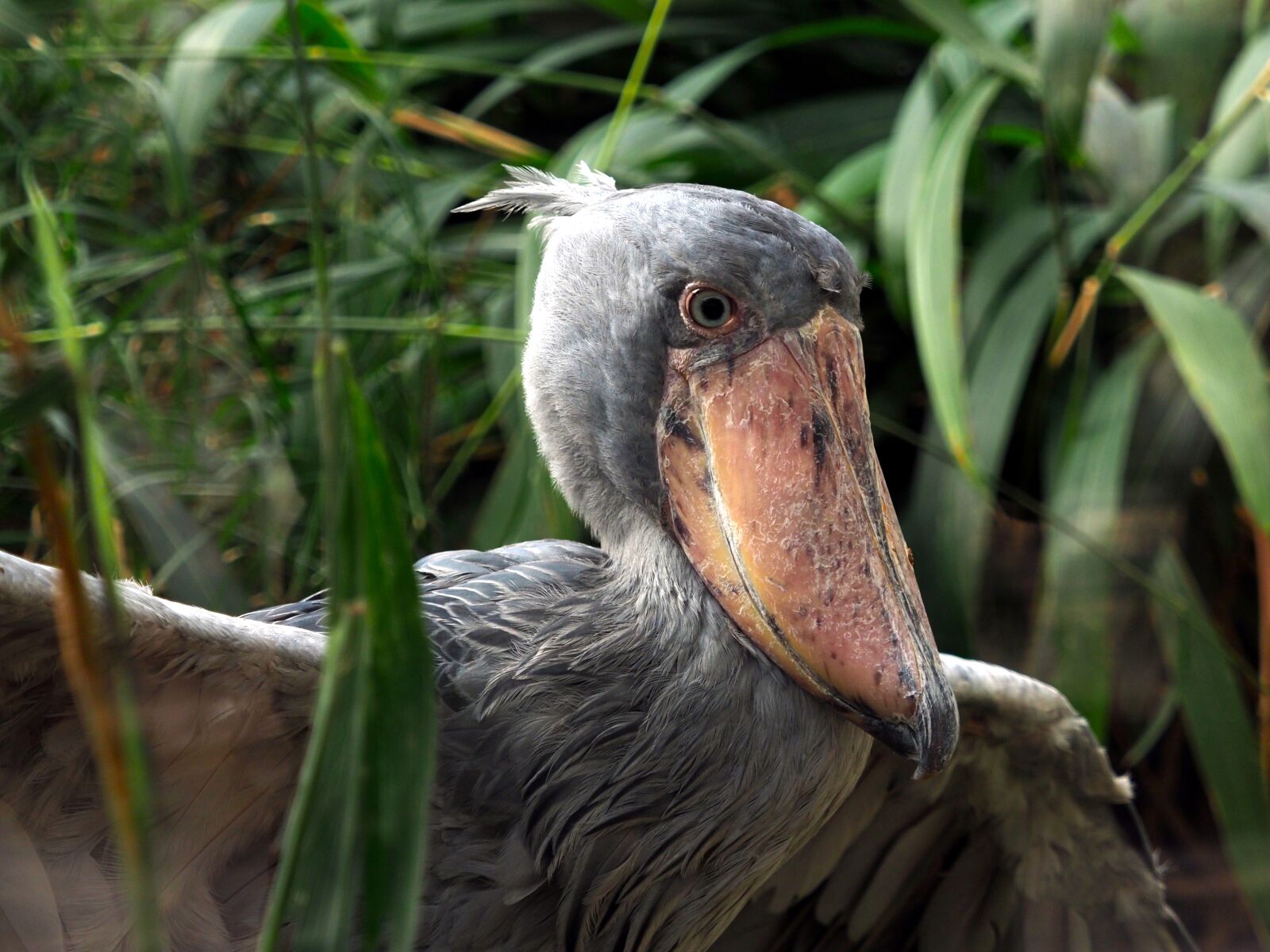 Olympus OM-D E-M1 Mark II sample photo. Bird, animal, beak photography