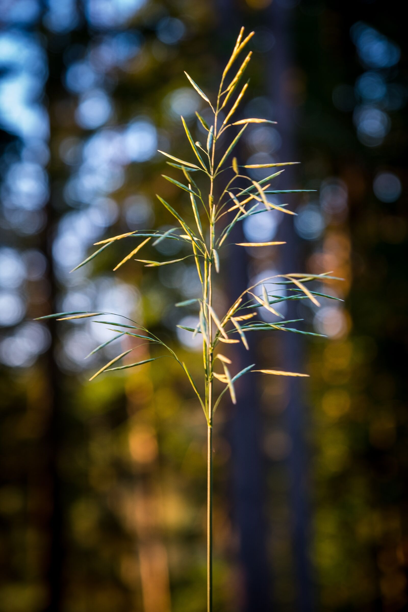 Fujifilm X-T2 sample photo. Grass, ear, plant photography