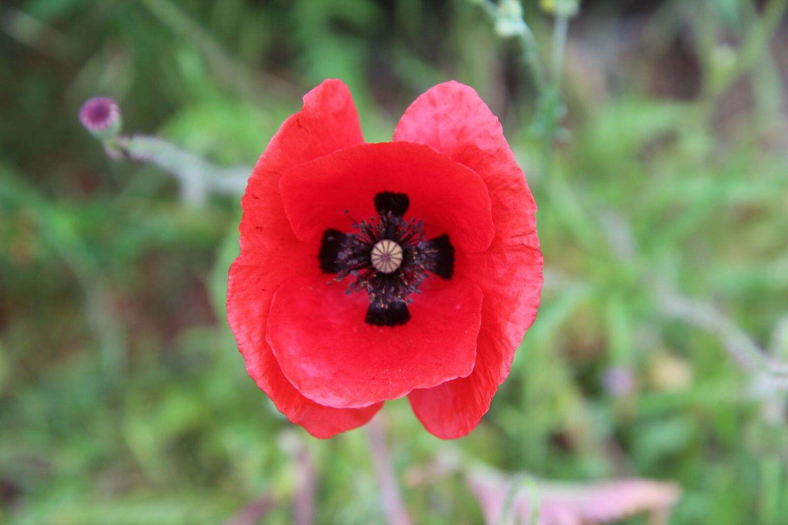 Canon EOS 600D (Rebel EOS T3i / EOS Kiss X5) sample photo. Poppy, red flower, poppies photography