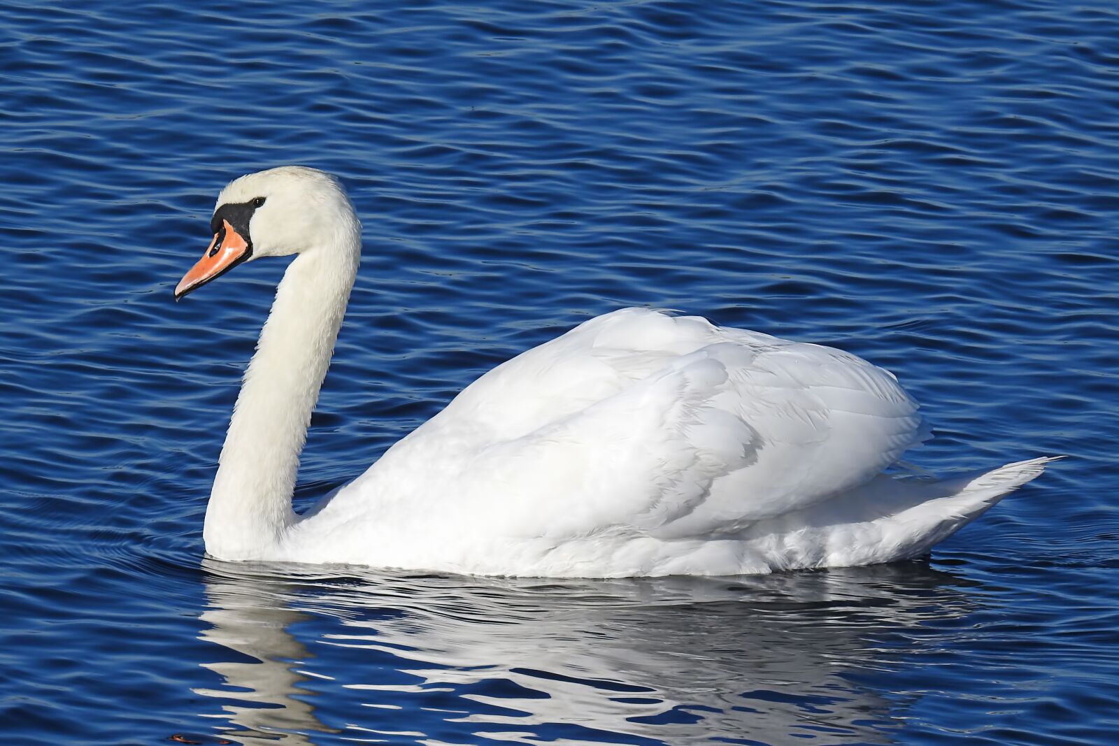 Nikon Coolpix P900 sample photo. Lake, swan, water photography