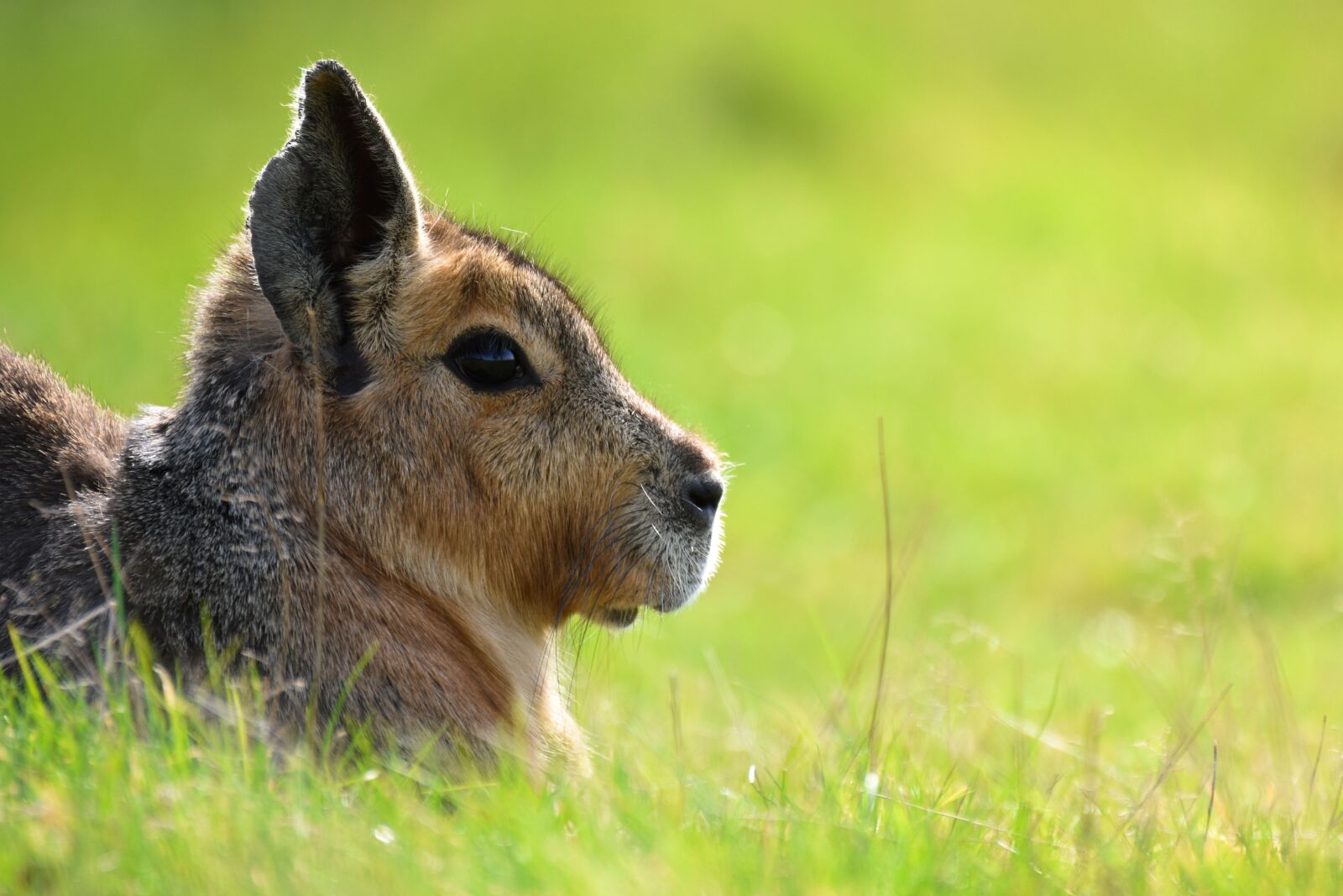 Nikon D7200 sample photo. Hare, animal, green photography