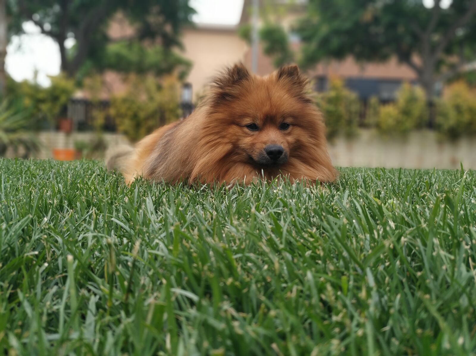 Xiaomi Mi A2 sample photo. Pomerania, dog, animal photography