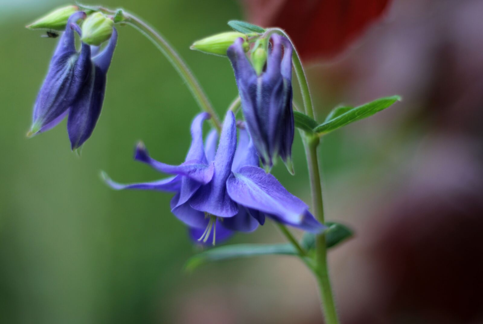 Canon EOS 600D (Rebel EOS T3i / EOS Kiss X5) + Canon EF 50mm F1.8 STM sample photo. Akelei, sky-blue, garden photography