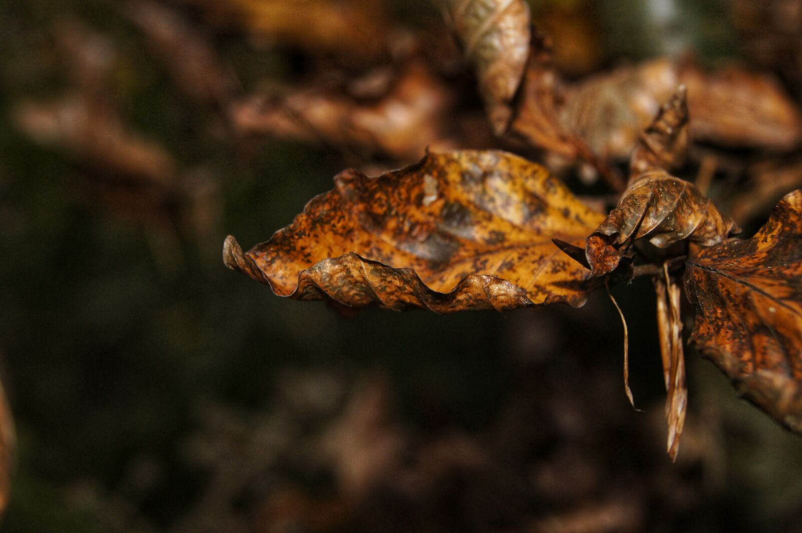 Sony SLT-A55 (SLT-A55V) sample photo. Autumn, leaves, forest photography