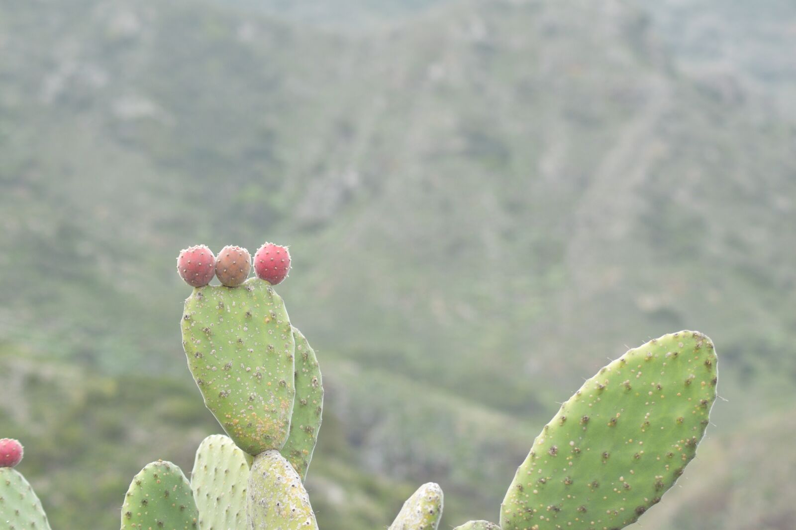 Nikon D5300 sample photo. Tenerife, cactus, prickly photography