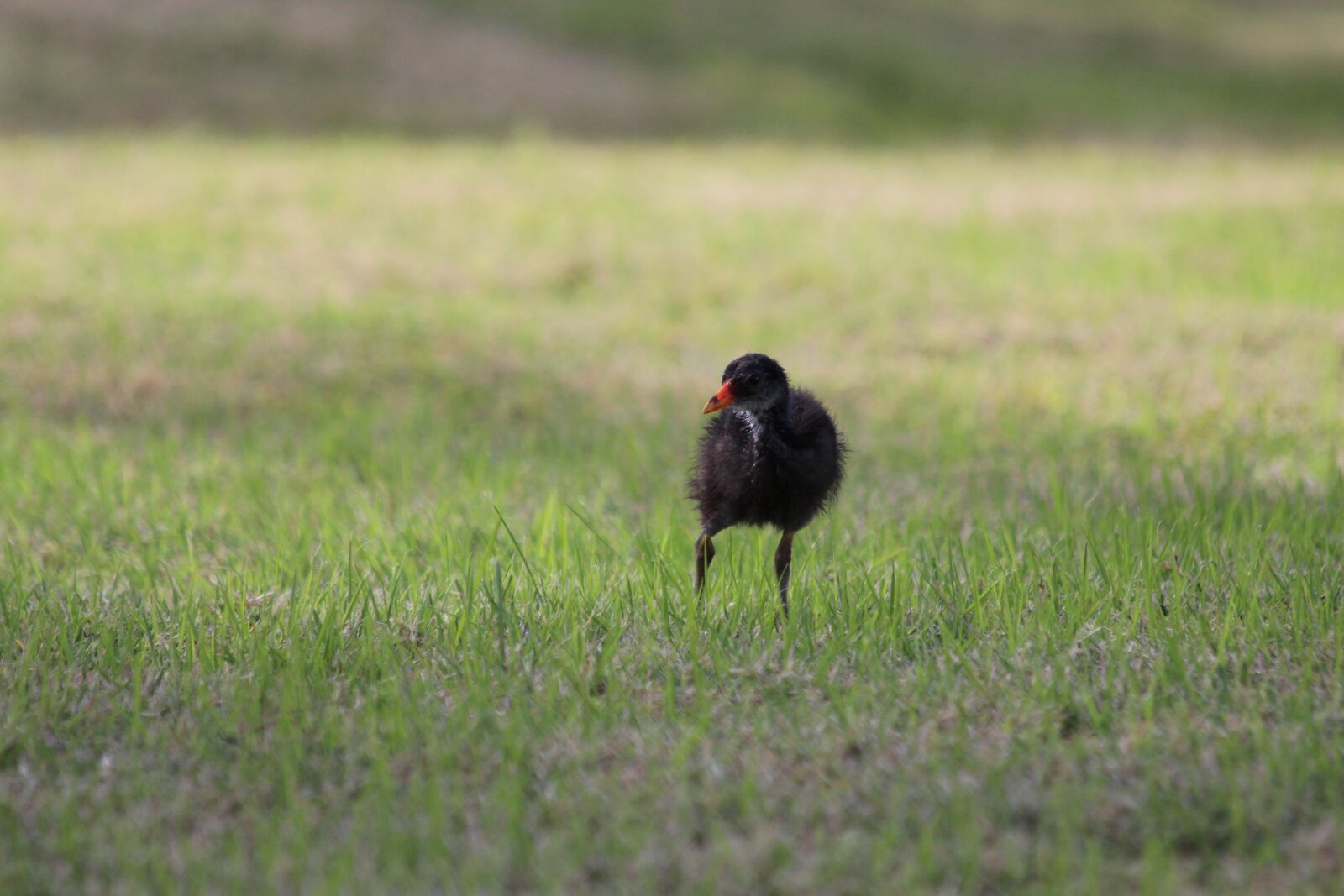 Canon EOS 650D (EOS Rebel T4i / EOS Kiss X6i) sample photo. Chick, common moorhen, bird photography