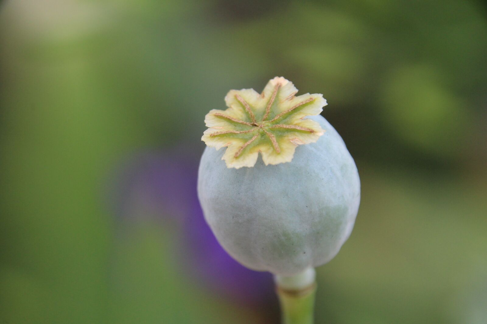 Canon EOS 1200D (EOS Rebel T5 / EOS Kiss X70 / EOS Hi) sample photo. Stamp, plant, flower photography