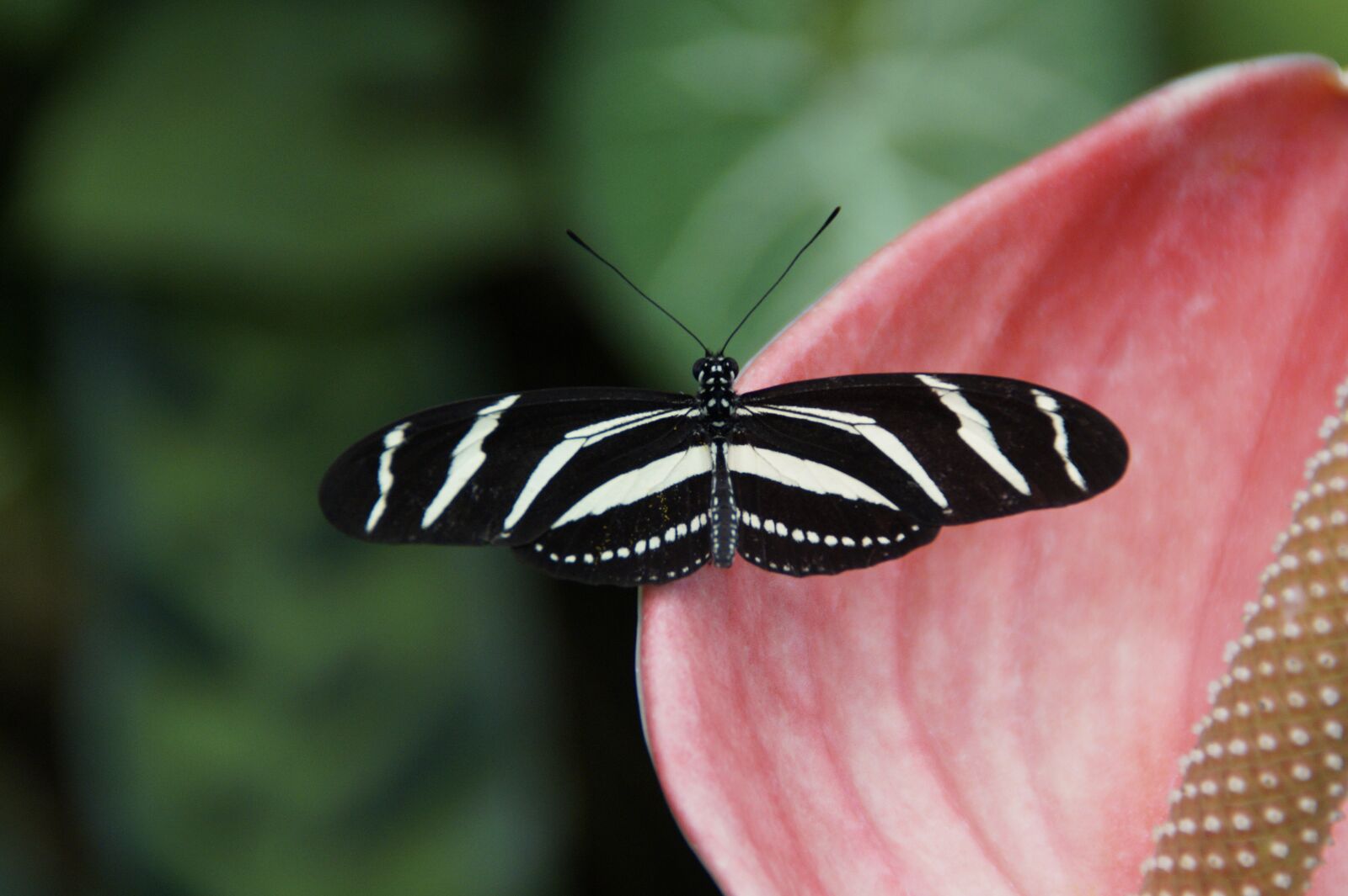 Sony SLT-A58 sample photo. Butterfly, exot, exotic photography