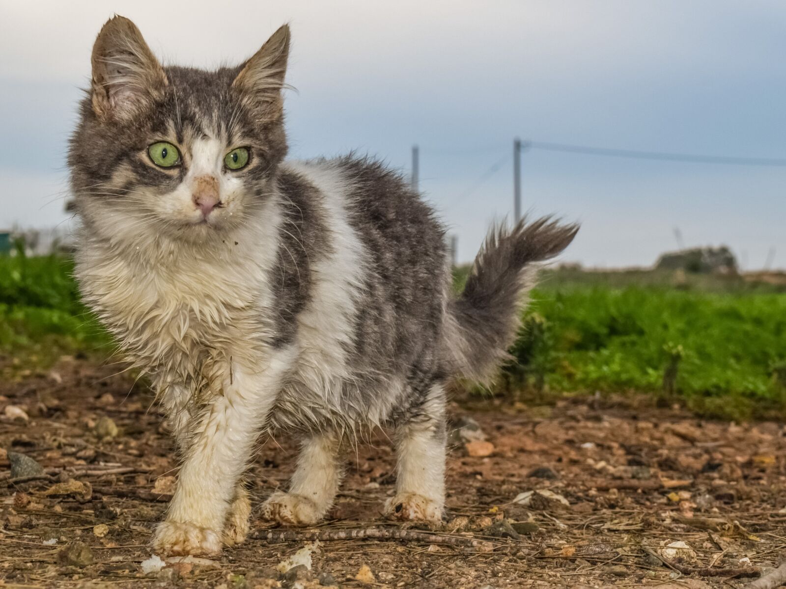 Nikon D3300 sample photo. Cat, animal, homeless photography