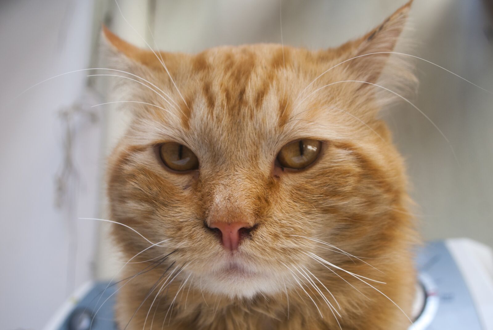 Nikon D60 sample photo. Pet, cat, domestic photography