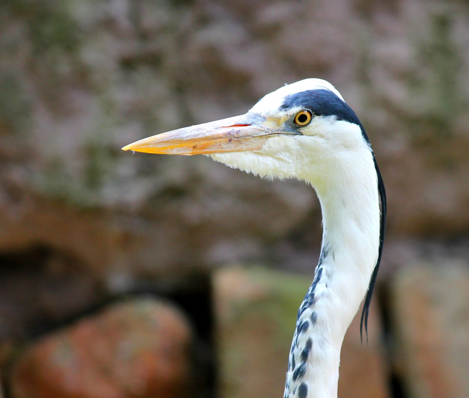 Canon EOS 1100D (EOS Rebel T3 / EOS Kiss X50) sample photo. Grey heron, heron, bird photography