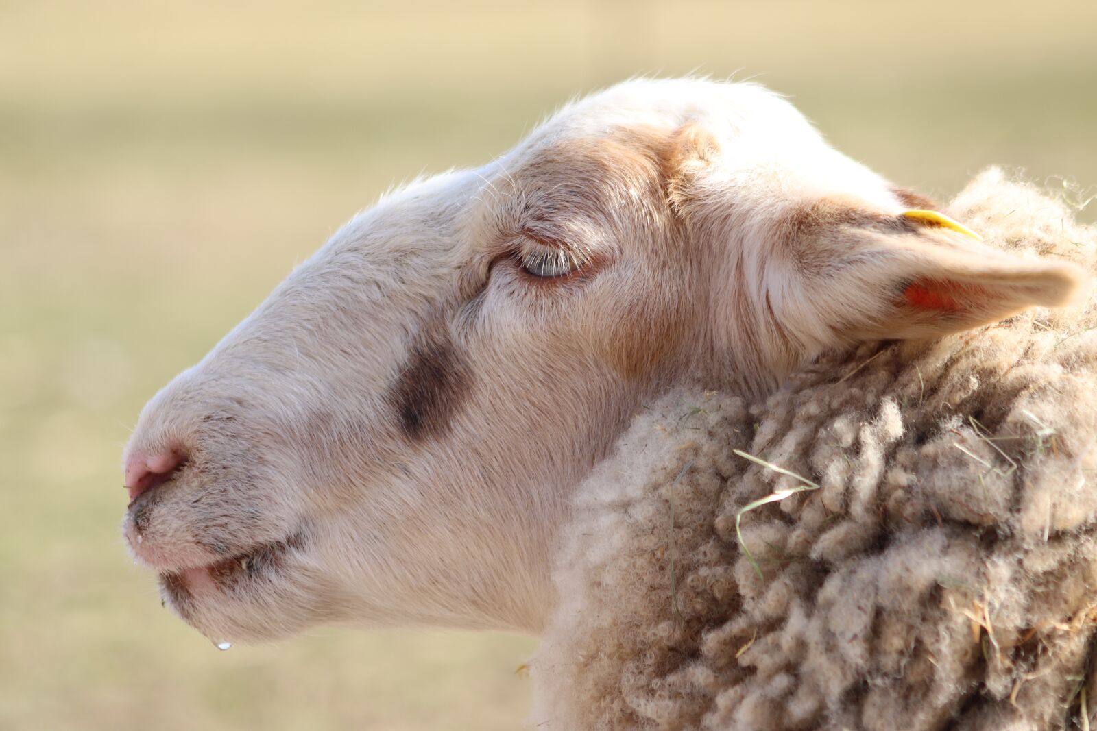 Canon EOS 800D (EOS Rebel T7i / EOS Kiss X9i) sample photo. Sheep, pet, livestock photography