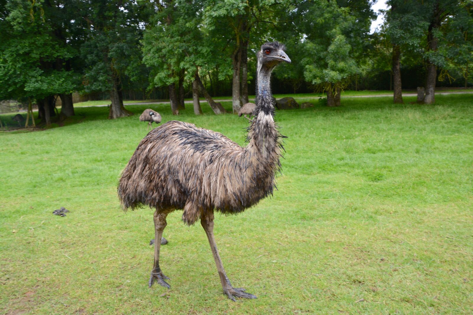Nikon D5200 sample photo. Emu, big bird, feathers photography