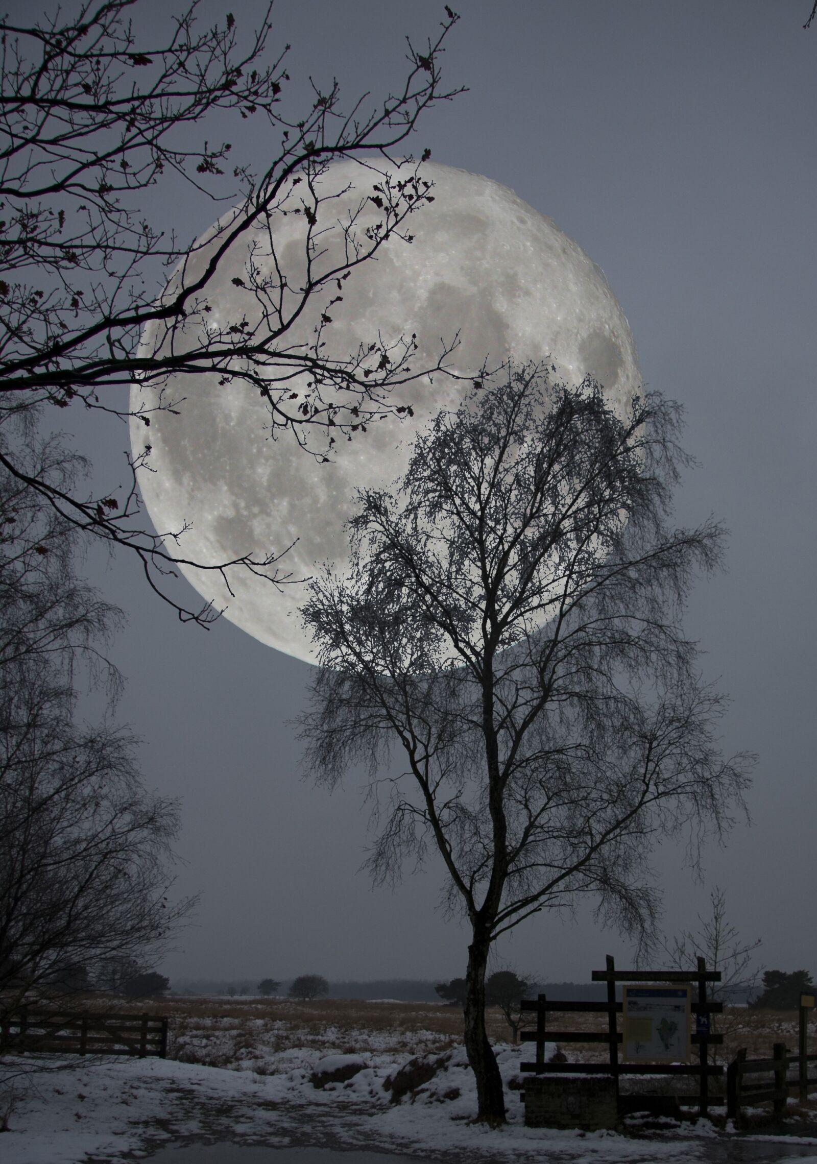 Canon EOS 40D sample photo. Winter, nature, snow photography